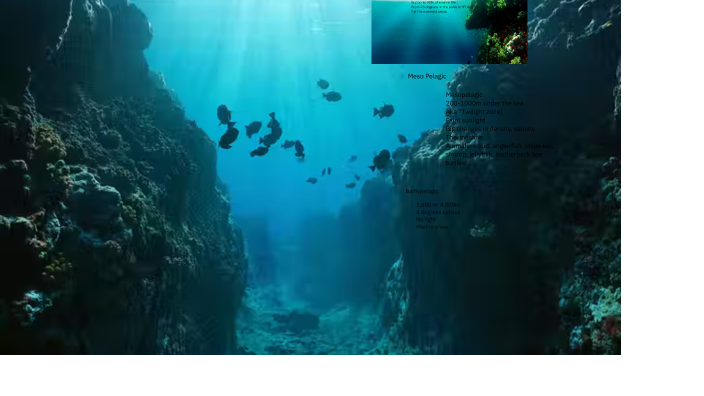 Ocean Zones by Jennifer Wheeler on Prezi