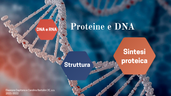 Studia Le Proteine E Il Dna Proteine e DNA by eleonora capitano on Prezi
