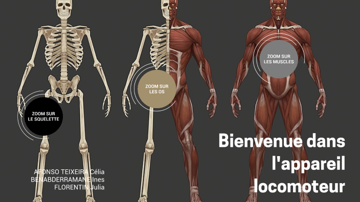 anatomie squelette/muscle by ines benabderrahmane