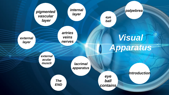 anatomy of eye by Mehrdad Avesta on Prezi