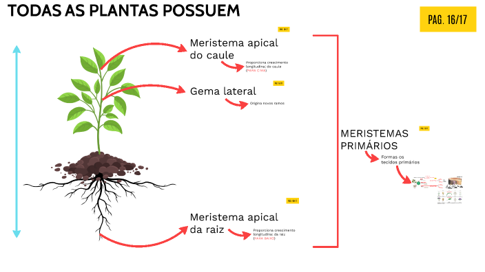 TECIDOS VEGETAIS RESUMO by Paulo S Silva on Prezi