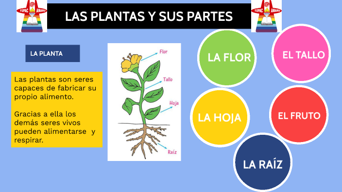 LAS PLANTAS Y SUS PARTES by LISBETH ARISACA MAMANI on Prezi