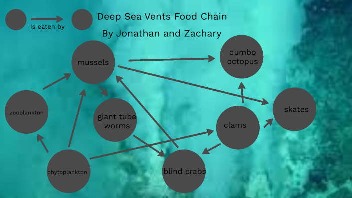 Deep sea vents food chain by Jonathan Zhou on Prezi Biology Diagrams