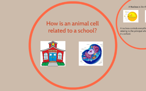 How is an animal cell related to a school? by Mara Carlow on Prezi