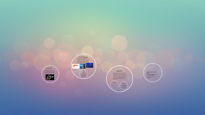 angler fish by brayan castillo on Prezi