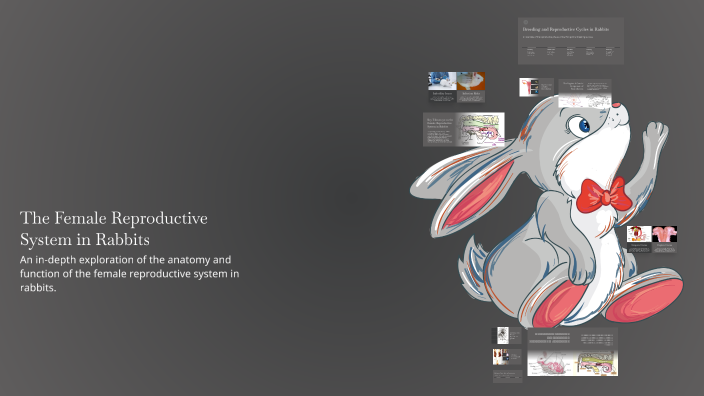 The Female Reproductive System in Rabbits by Shahd Selim on Prezi