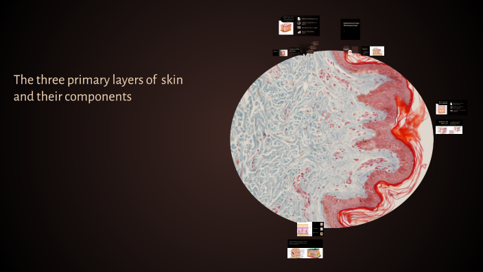 Understanding the Layers of the Skin by Hailee Bartleman on Prezi
