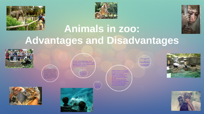 Animals in the Wild vs in Captivity – Advantages & Disadvantages
