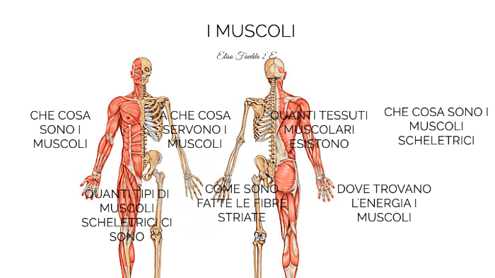 Cosa sono i muscoli?