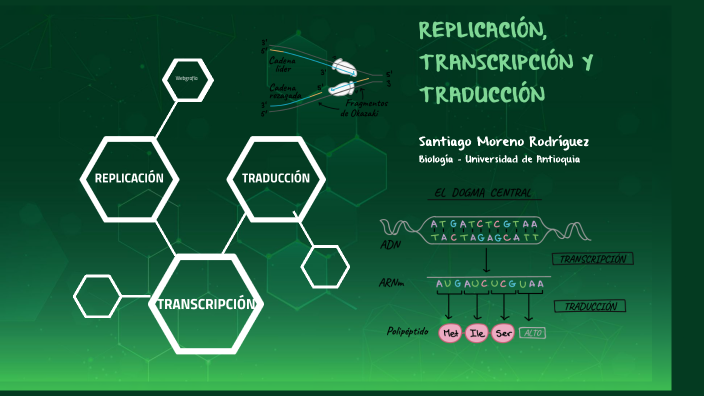 Infografía replicación, transcripción y traducción-SantiagoMorenoR by