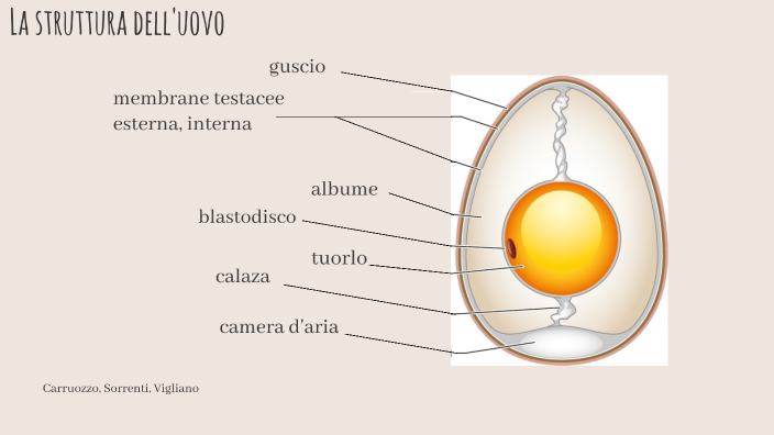 struttura uovo by Amalia Carruozzo on Prezi Next