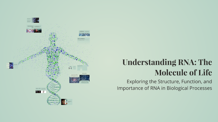 Understanding RNA: The Molecule of Life by Hassen Almarady on Prezi