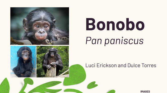 Bonobo - Endangered Species by Luci Erickson on Prezi