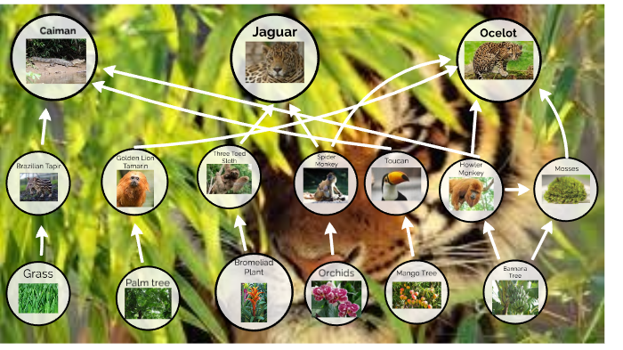 Tropical Rainforest Food Web by Hailey Piecewicz on Prezi