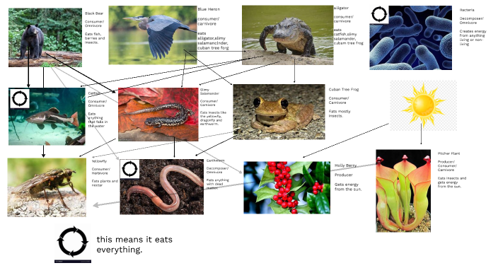 Caleb's Okefenokee Food Web by Caleb George on Prezi