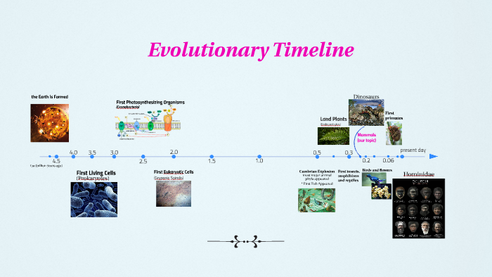 Evolutionary Timeline by Evelina Åkerlund