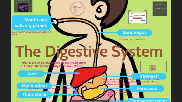 The Digestive System by Jenna Patel on Prezi