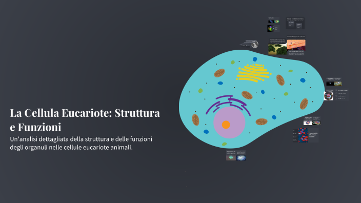 La Cellula Eucariote: Struttura e Funzioni by Marika Passarella on Prezi