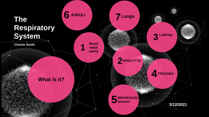 The Respiratory System by Chelsie Smith on Prezi