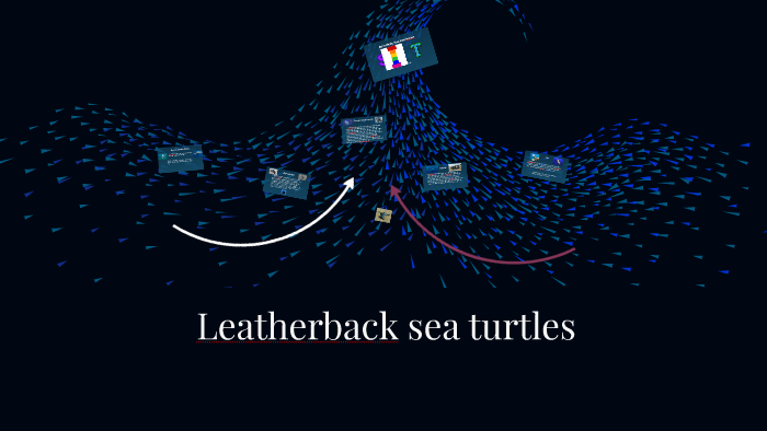 Leather Back Sea Turtles By Tess W