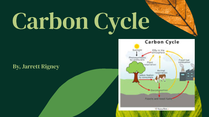 Carbon Cycle by Jarrett Rigney on Prezi