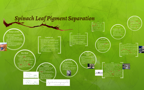 Spinach Leaf Pigment Separation By Sonya And Ally By Sonya Fry On Prezi