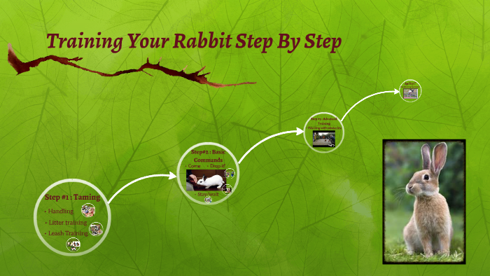 Training Your Rabbit Step By Step by Arrow Arranoch on Prezi