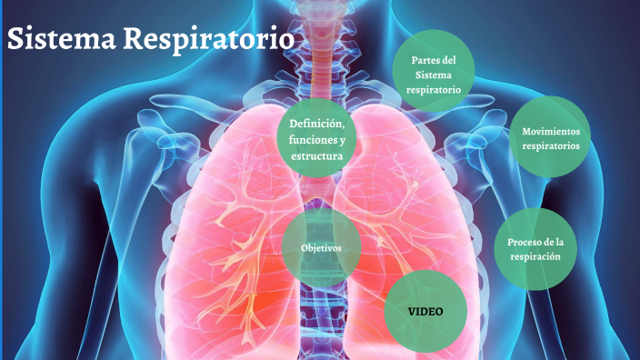 Sistema Respiratorio By Vero Cespedes On Prezi