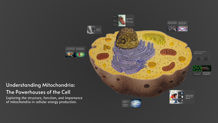 Understanding Mitochondria: The Powerhouses of the Cell by Blake ...