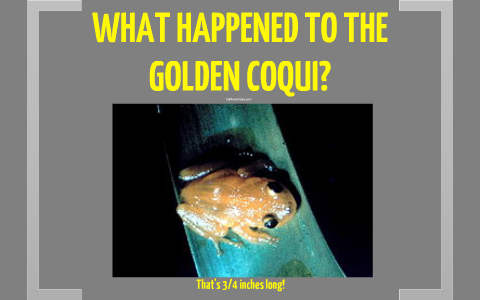 Golden Coqui by Connor Schorer on Prezi