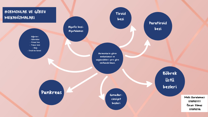 Hormon By Melis Karalamaci