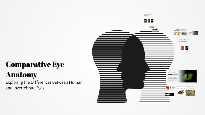Comparative Eye Anatomy by obelix p on Prezi