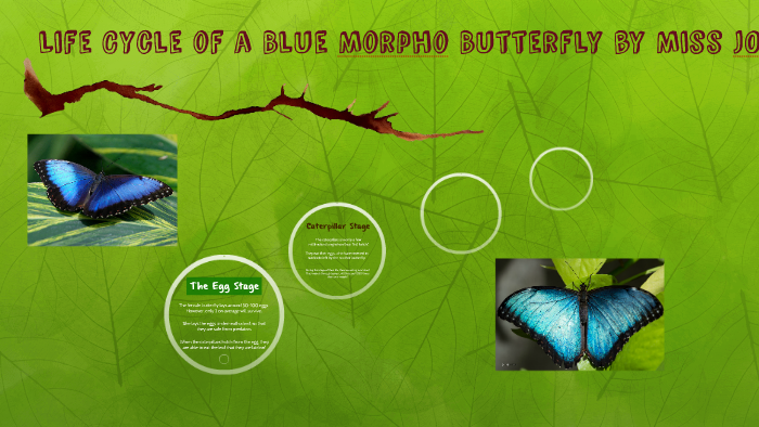 blue morpho butterfly life cycle