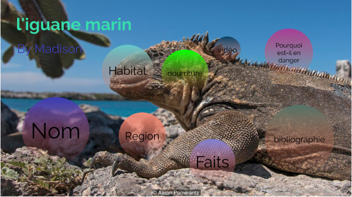l'iguane marin by Madison Razo on Prezi