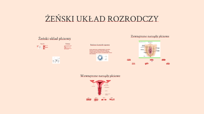 ŻeŃski UkŁad Rozrodczy By Agata Jankowska On Prezi 7425