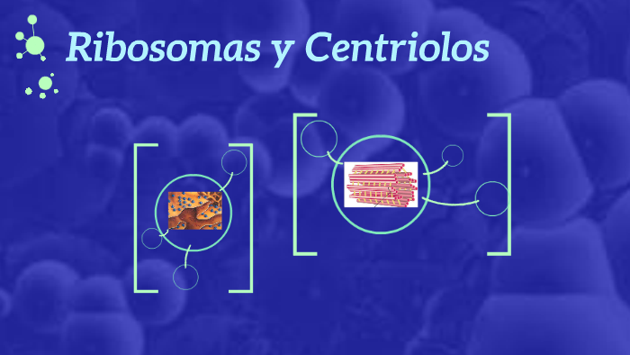 Ribosomas y Centriolos by Andrea Egas on Prezi