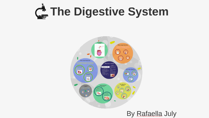 The Digestive System by Rafaella July on Prezi