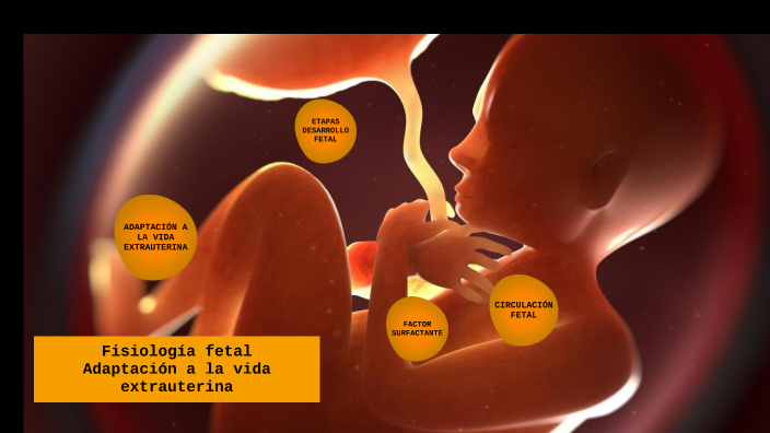 Mildred Rios Fisiología fetal y vida extrauterina by Mildred Rios on Prezi