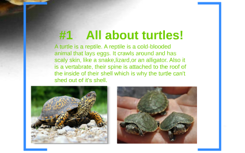 All About Turtles by megan harris on Prezi
