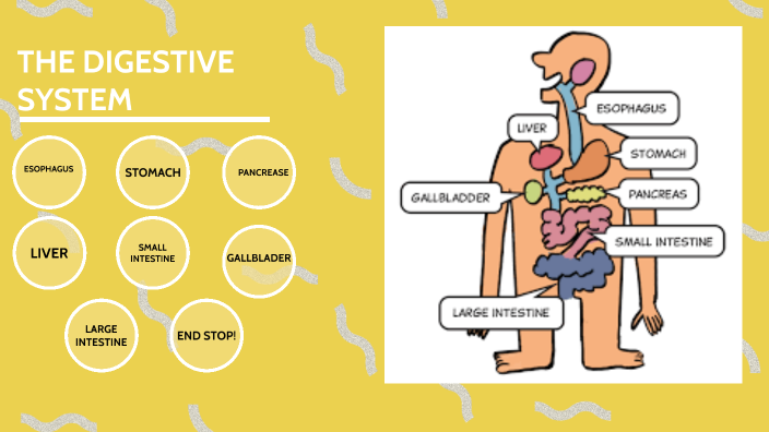 human bodyhuman body by Genavieve Cusack on Prezi