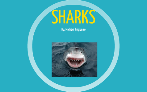 shark powerpoint template