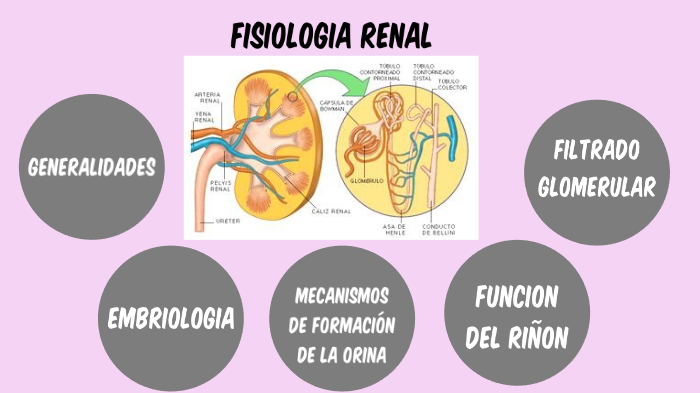 fisiologia renal