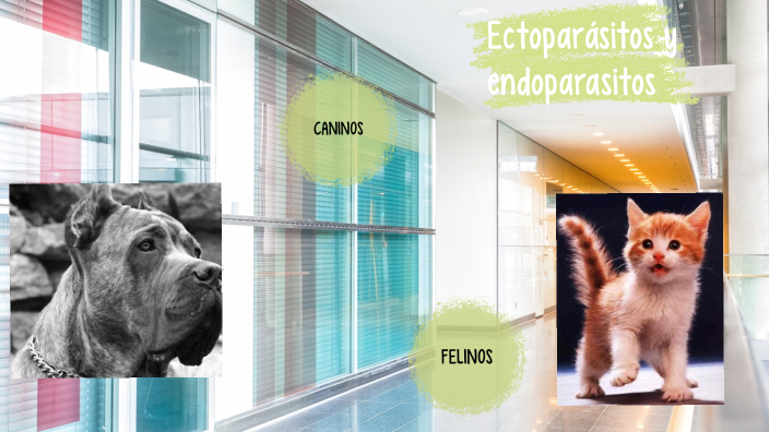 Ectoparásitos Y Endoparásitos Principales En Cada Especie Canina Y