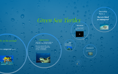 Green Sea Turtles by alyssa gusman on Prezi