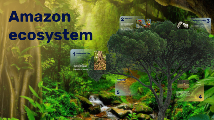 Amazon ecosystem by Jake Klaus on Prezi