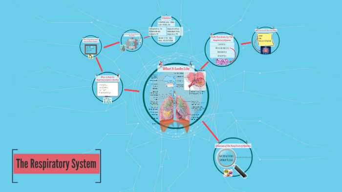 The Respiratory System by Tony Murphy on Prezi