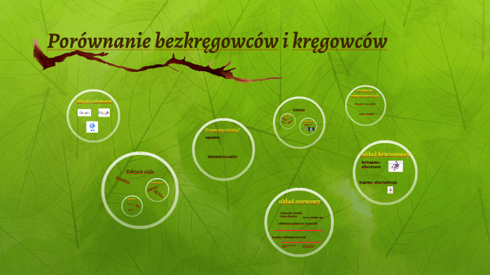 Porównanie bezkręgowców i kręgowców by Klaudia Jakubczyk on Prezi