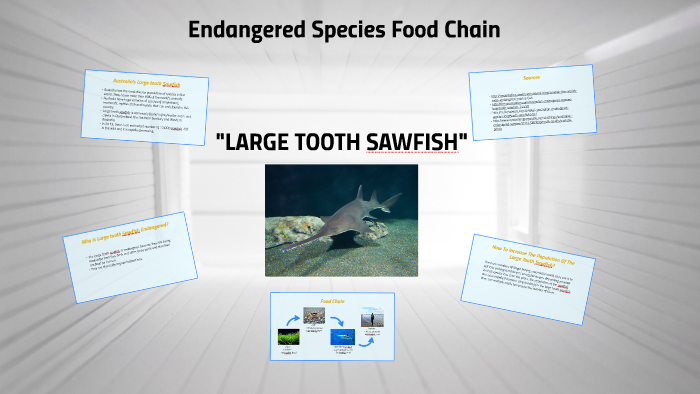 Endangered Species Food Chain by nina macapagal on Prezi Biology Diagrams