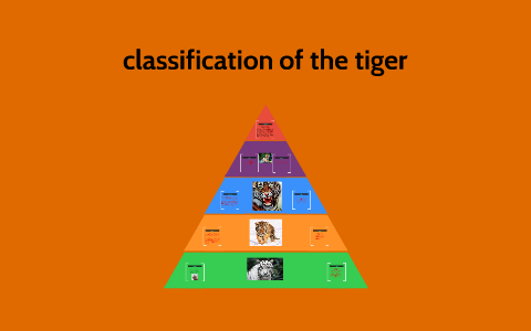 classification of the tiger by matt,caleb,taylor holland