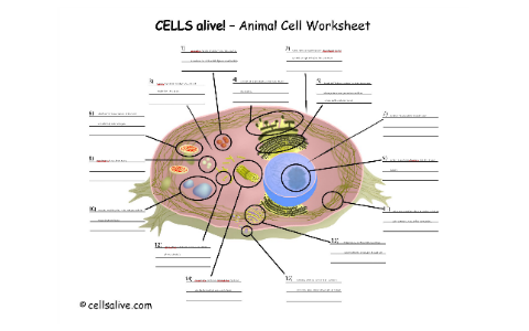 Cell Structure and Function (Animal, Plant, Bacterial) by Taeler Gee on ...